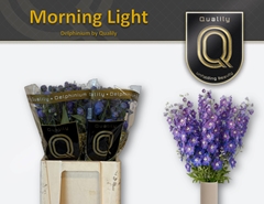 Delphinium Double Delphi's Morninglight 70cm