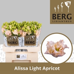 Eustoma Double Alissa Light Apricot 70cm