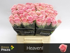 Rosa Heaven 40cm