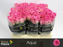 Rosa Aqua! 55cm