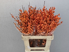 Ilex Verticillata Winter Gold 60cm