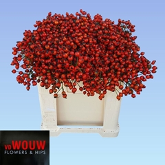 Rosa Conic Hiphop 50cm