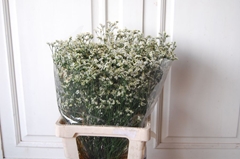 Limonium Sinense Clear Diamond 70cm 30gr.