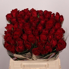 Rosa Madam Red 40cm