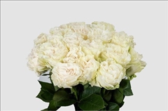 Rosa Cotton Xpression 50cm