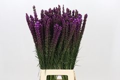 Liatris Callilepis 80cm