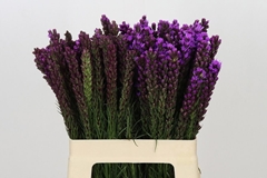 Liatris Callilepis 60cm