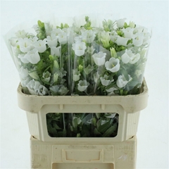 Campanula Champion White 70cm