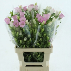 Campanula Campana Pearl Pink 70cm