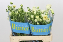 Ranunculus Butterfly Keramos 60cm 30gr.