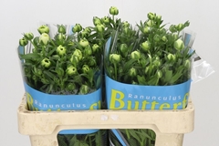 Ranunculus Butterfly Keramos 60cm 25gr.