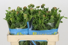 Ranunculus Butterfly Satyros 50cm 25gr.