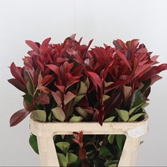 Photinia X Fraseri Red Robin 80cm