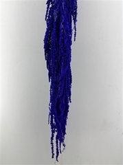 Amaranthus Purple Per Bunch 70cm