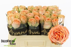 Rosa Barbarella 50cm