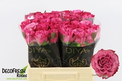 Rosa Country Spirit Blues 40cm