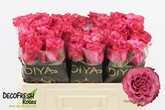 Rosa Country Spirit Blues 50cm