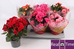 Begonia Double Mix 13Ø 30cm