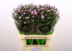 Aster Double Date Pink 80cm 25gr.