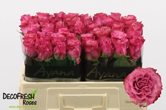 Rosa Country Spirit Blues 50cm