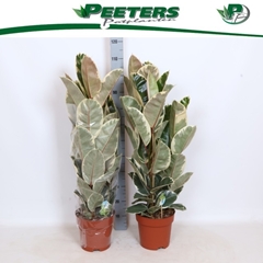 Ficus Tineke 24Ø 115cm