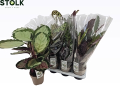 Calathea Mixed 4 Varietys 14Ø 55cm