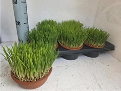 Hordeum Kitty Grass 16Ø 20cm