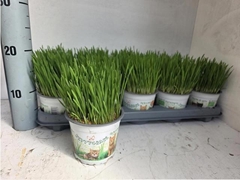 Hordeum Kitty Grass 12Ø 22cm