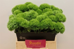 Dianthus Barb Kiwi Mellow 40cm