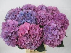 Hydrangea Purple Haze 60cm 18-20cm Hd