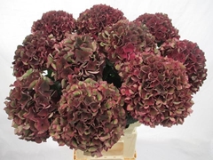 Hydrangea Rubyred Classic 60cm 15-17cm Hd