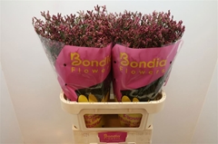 Limonium Sinense Scarlet Diamond 80cm 35gr.