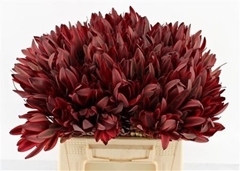 Leucadendron Safari Sunset 40cm