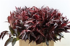 Leucothoe Per Bunch