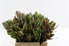 Leucadendron Safari Sunset 40cm