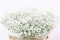 Gypsophila Paniculata Cosmic 80cm 50gr.