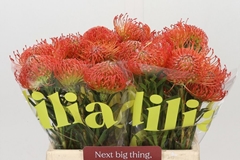 Leucospermum Succession 40cm