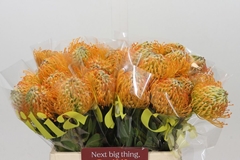 Leucospermum Jelena 40cm