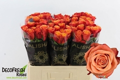Rosa Firelight+ 60cm