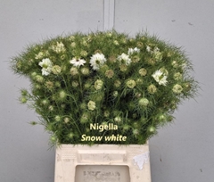 Nigella White Per Bunch 45cm