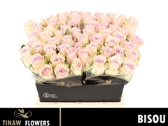 Rosa Bisou 40cm