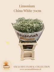 Limonium Sinense China White 70cm 35gr.