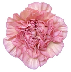Dianthus Single Lege 70cm