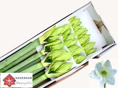 Hippeastrum Albarino 80cm