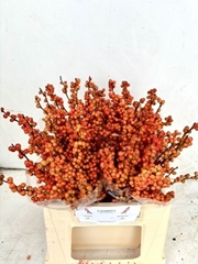Ilex Verticillata Winter Gold 40cm