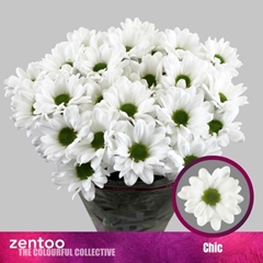 Chrysanth Spray Chic 70cm 95gr.