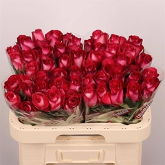 Rosa Nicoletta 60cm