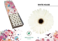 Gerbera White House 45cm 10cm Hd