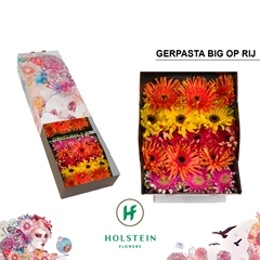 Gerbera Curly Gerpasta Mix In Row 45cm 10cm Hd