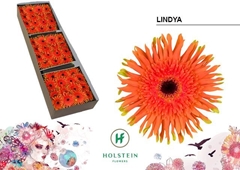 Gerbera Curly Gerpasta Lindya 45cm 10cm Hd